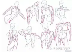 人体结构画法之肩部-胸腔-背部动作参考