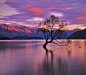 That Lake Wanaka Tree.