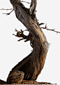 木头枯树树枝高清免抠png素材_新图网ixintu