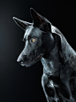 Black Dog : Bagheera