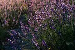 薰衣草的花在夕阳下灿烂夺目