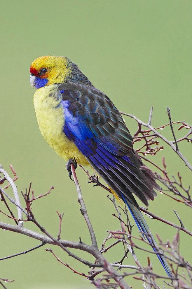 鹦形目鹦鹉科玫瑰鹦鹉属绿背玫瑰鹦鹉