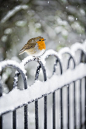 Robin in the Snow by Andrew Sidders - Chronicles of a Love Affair with Nature: 