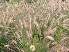 造园小花匠采集到A-观赏草