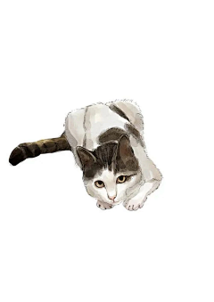 8DgjJELe采集到猫咪
