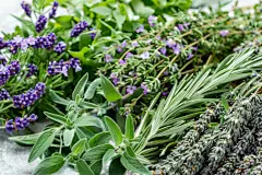 中医草药草本植物摄影图