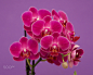 Purple orchids