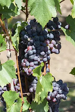 特写，深色的葡萄串的浆果在低光孤立的黑色背景，水滴