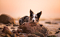 General 2031x1259 dog nature animals Border Collie