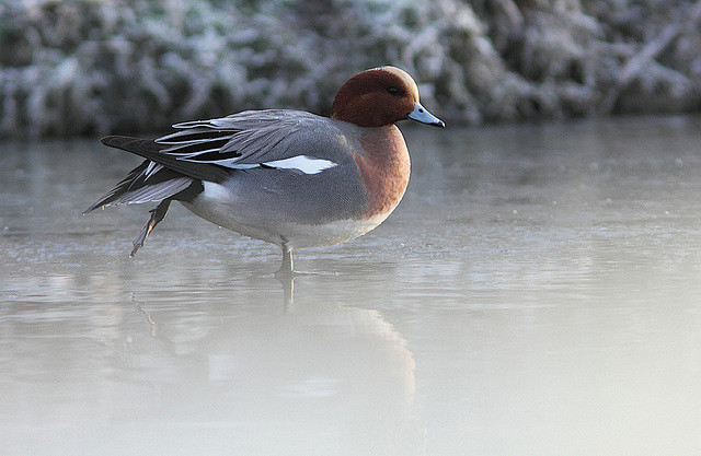 Wigeon / Smient #野生动...