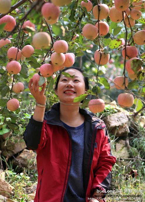 神泉谷：大桃风韵犹在，苹果靓丽登场, 曹...