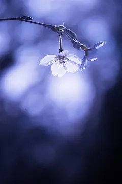 sakura  樱花