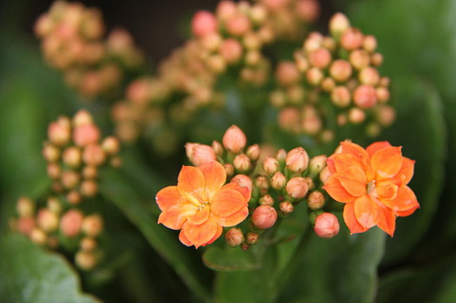 长寿花
学名：Kalanchoe blo...