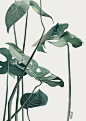 Leaves_Monstera3_lr