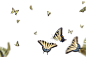 Flying Butterflies Overlays (1)