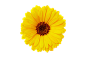 金盏花03
