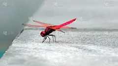 蜻蜓,式样,水平画幅,动物身体部位,翅膀,红色,机翼,动物,壁纸,动物眼睛