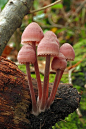 Bleeding Fairy Helmet (Mycena Haematopus) ~ By Stefano Vianello