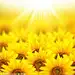 Sunflower^-^