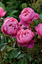 'Royal Jubilee' | David Austin English Rose: 