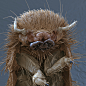 不开心的#睡前图#——四种昆虫幼虫的扫描显微照片（SEM），超科幻的。
图1是埃及伊蚊（Aedes aegypti）的孑孓，几乎没有眼睛，但可见口器上布满了发达的刚毛——它们是滤食者，这些刚毛用来捞取藻类等食物颗粒，但成年后就成了吸血的魔鬼。
图2是龙虱（Dytiscidae）的幼虫，它们是水中的凶猛掠食者，可 ​​​​...展开全文c