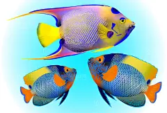 海底海洋生物海洋鱼类热带鱼多彩鱼类菜谱手绘插画ai矢量设计素材-淘宝网