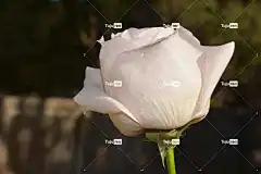 花 玫瑰 花壁纸 植物 花瓣 玫瑰绽放 玫瑰花瓣 盛开 开花