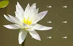 百合 白色的 花 花壁纸 美丽的花朵 植物群 植物学 纯度