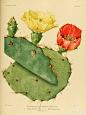 林Caroline的照片 - 微相册 我想和你分享，那个种满仙人掌的幸福花房。「贰」。1919年古籍。《仙人掌科植物》。The Cactaceae descriptions and illustrations of plants of the cactus family。