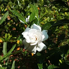 【白蝉系列】胡乱调色-Rycoo Lofter 