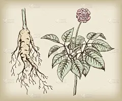 参 （西洋参），药用植物。根、 茎、 果.