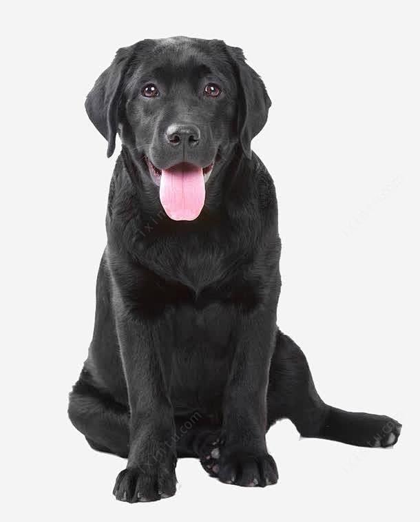 黑色拉布拉多犬png免抠素材_新图网 h...