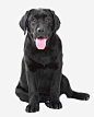 黑色拉布拉多犬png免抠素材_新图网 https://ixintu.com 实物 警惕 动物 专注 黑色拉布拉多犬 狗 哺乳动物 顺从 宠物 头像 脊椎动物 拉布拉多犬