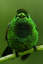 Copper-Rumped Hummingbird by Dave Irving