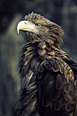 White Tailed Sea Eagle