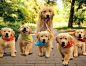 Reputable Golden Retriever Breeders | Golden Meadows Retrievers
 #金毛犬 萌 狗#