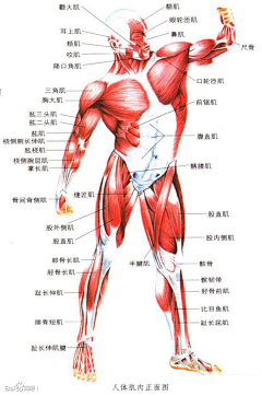 蓝飞海采集到人体肌肉