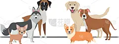 可爱的,狗,白色背景,纯种犬,模板,哈巴狗,动物,毛绒玩具,拉布拉多犬,犬科的