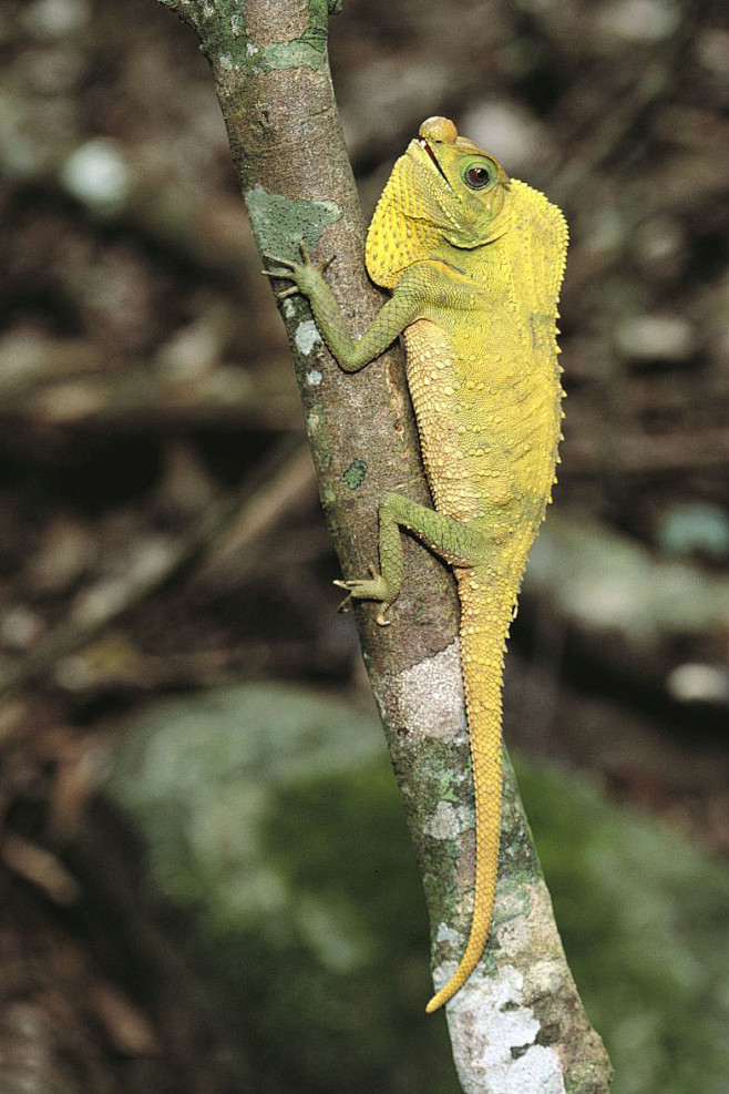 蜥蜴目避役科树蜥属森林树蜥