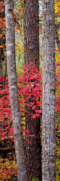 Leaves Through Trees