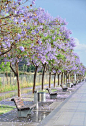 Jacarandas in Puerto Madero - Spring in Buenos Aires, Argentina     道路景观