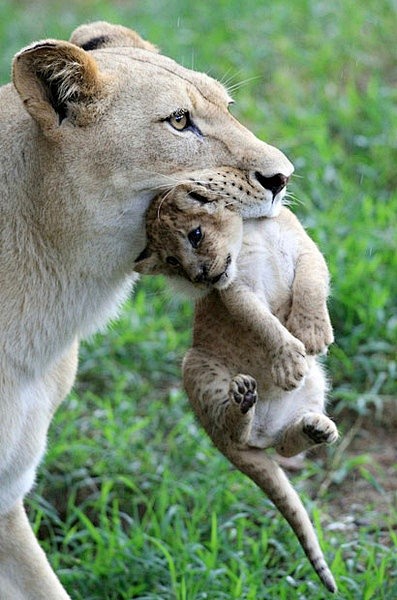 狮子母子