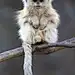 {大自然}实拍动物（猴，熊，象）
