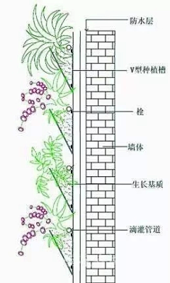 悠舞空灵采集到植物墙