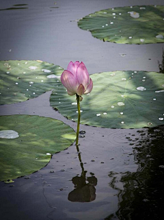 菡萏新花采集到与汝同心