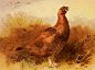 【Archibald Thorburn (1860-1935)】Thorburn_Archibald_Cock_Grouse