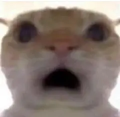 我集齐了所有这个猫的表情包_1_尤妮丝_来自小红书网页版