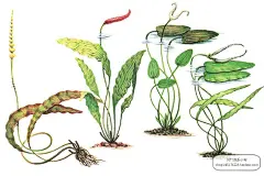 高清水彩手绘河道水草图片水生植物插画元素PNG免扣设计素材-淘宝网