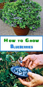 How to Grow Blueberries More: 