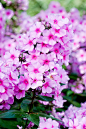 Discover Wisley's must-see Mixed Borders / RHS Gardening